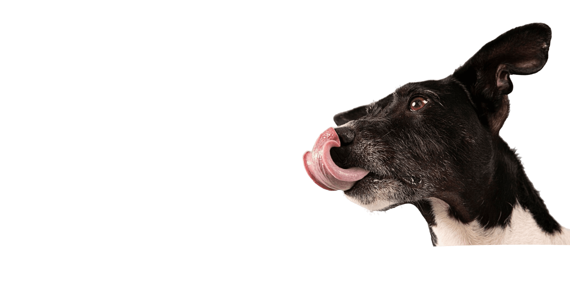 Dog_1743389888.png